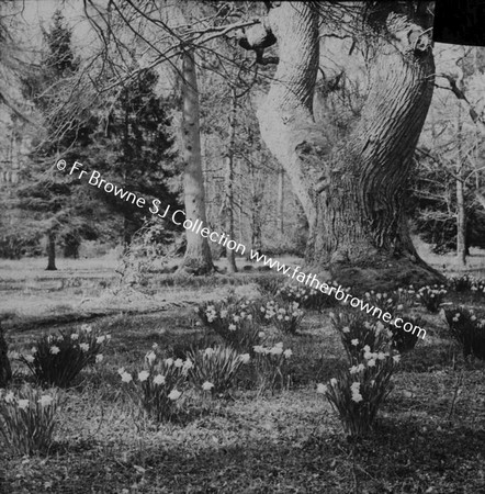 CLONGOWES WOOD COLLEGE S.J. PLEASURE-GROUND IN SPRING